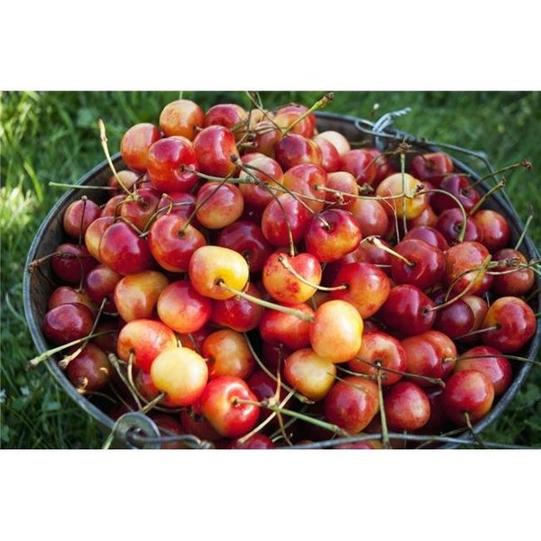 Thinkandplay A Bucket of Ripe Ranier Cherries Are Freshly Picked in The Okanagan - British Columbia Canada Poster Print; 19 x 12 TH873155